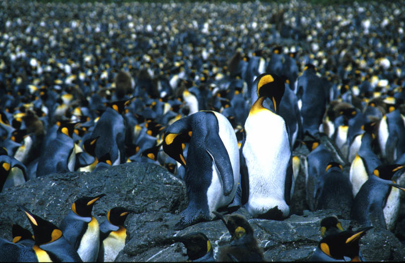 Australian island biodiversity