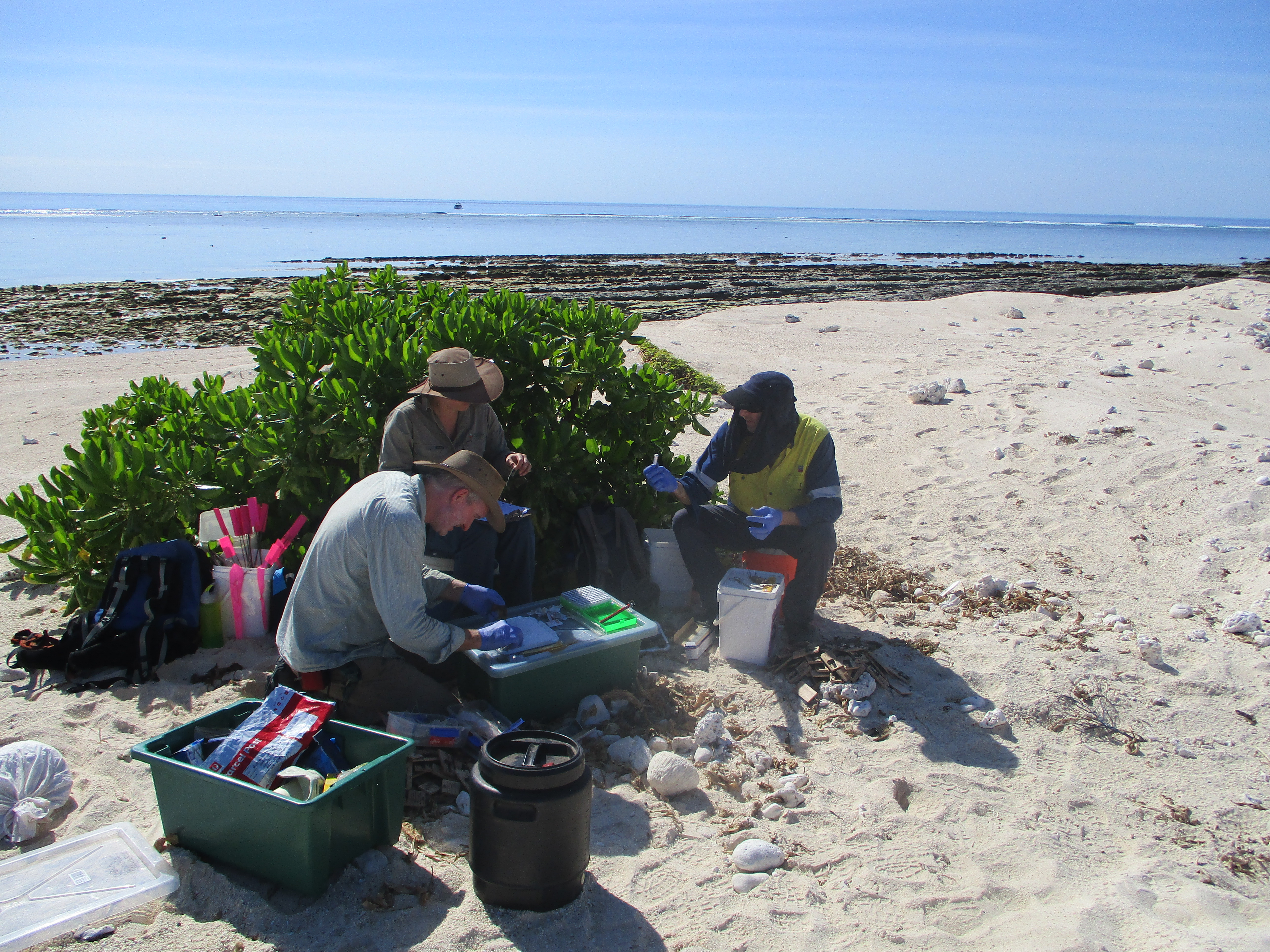 Island ecological research