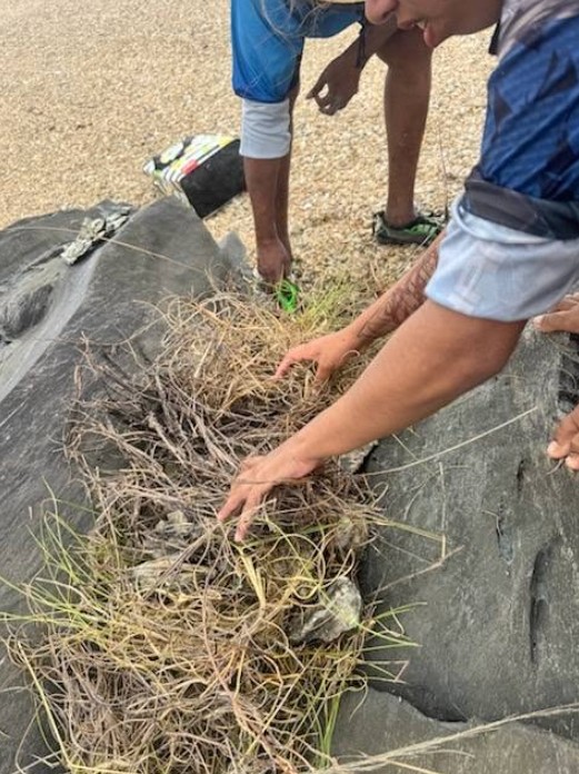 Island ecosystem restoration