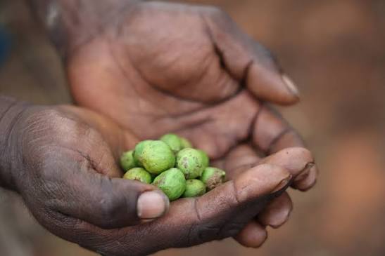 Traditional Owners caring for island Country